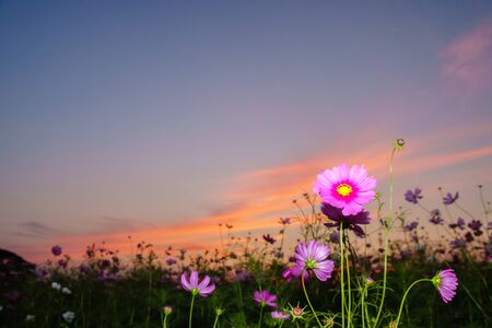 Pink cosmos on field in twilight timeの写真素材