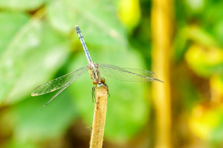 Yellow black pattern dragon fly on wood close upの写真素材