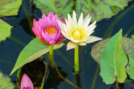 Pink and white water lily in water close upの写真素材