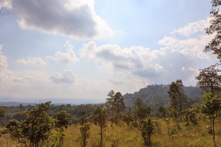 Green savanna forest with cloudy blue sky