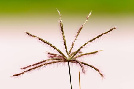 Grass pollen close up with white green  backgroundの写真素材