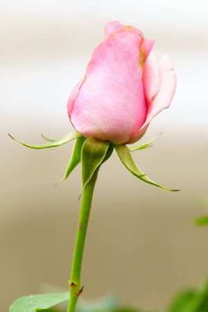 Pink rose on tree in garden close upの写真素材