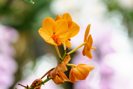 yellow spathoglottis orchid flower in garden close upの写真素材