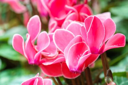 red fresh cyclamen flower in the gardenの写真素材