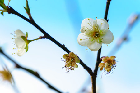 White apricot flower blossom with blue sky in backgroundの写真素材