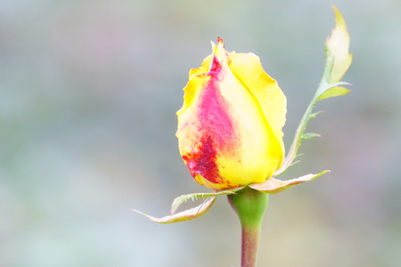 Yellow rose on tree in garden close upの写真素材