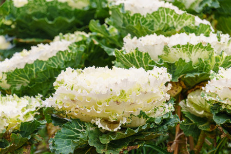 White green ornamental cabbage in garden close upの写真素材