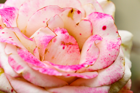 pink rose close up detail background textureの写真素材