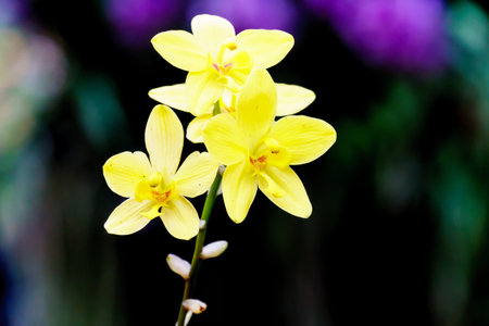 yellow spathoglottis orchid flower in garden close upの写真素材