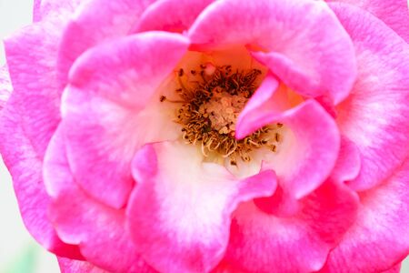pink rose close up detail background textureの写真素材