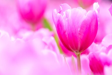Pink fresh tulip in garden close upの写真素材