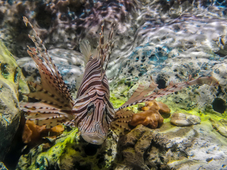Tropical fish lionfish diving under sea waterの写真素材