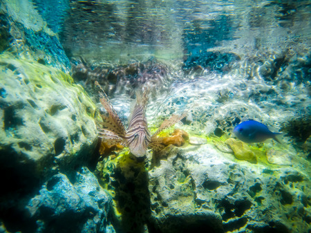Tropical fish lionfish diving under sea waterの写真素材