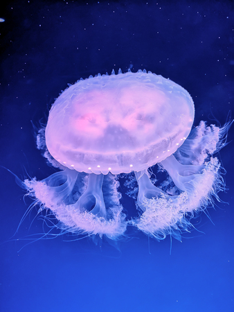 Beautiful  jellyfish glowing under dark blue waterの写真素材