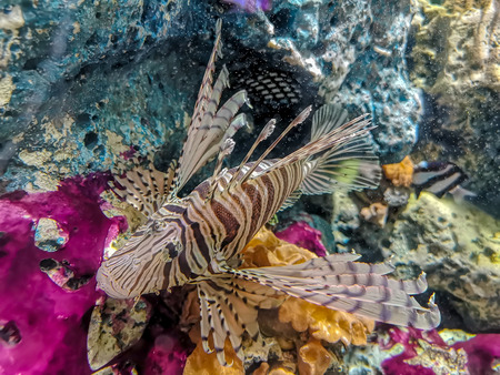Tropical fish lionfish diving under sea waterの写真素材