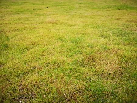 Empty fresh green grass field bakgroundの写真素材