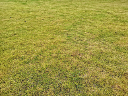 Empty fresh green grass field bakgroundの写真素材