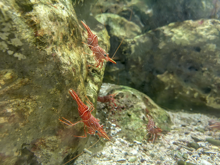 Red camel shrimp or hinge-beak shrimp on rock under waterの写真素材