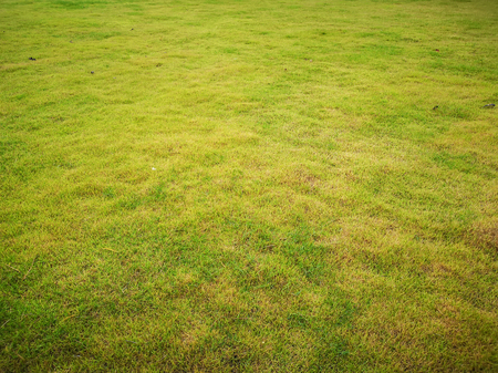 Empty fresh green grass field bakgroundの写真素材