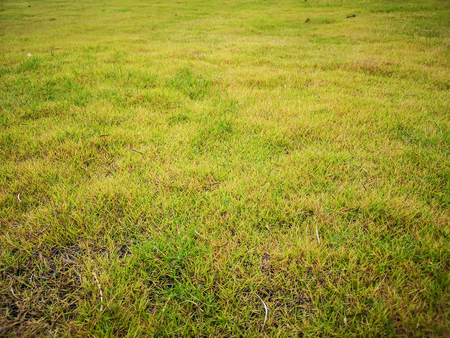 Empty fresh green grass field bakgroundの写真素材