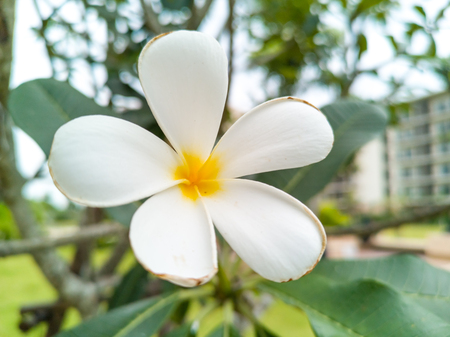 White and yellow plumeria flower on tree close upの写真素材