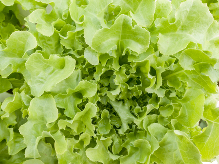 Salad vegetable  green fresh lettuce in farm close upの写真素材