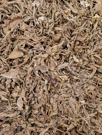 Brown dry cut tobacco leaves texture backgroundの写真素材
