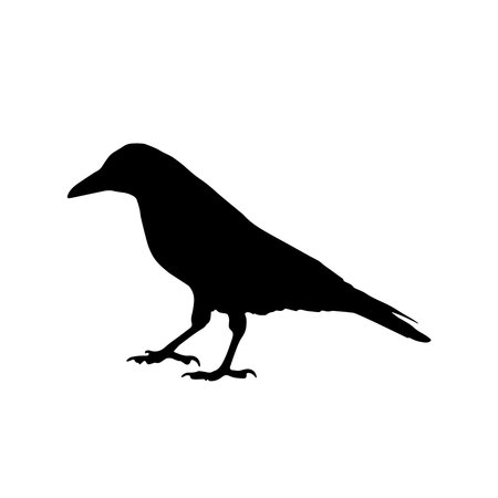 crow vectorのイラスト素材