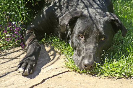 cute black lab looking sad laying in grassの写真素材