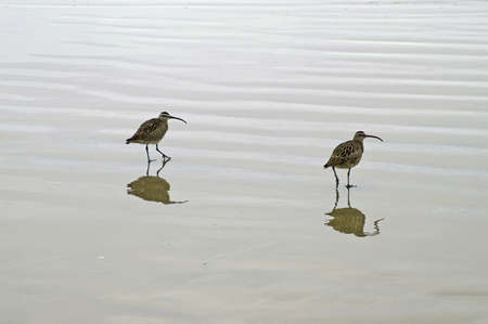 two tropical birdsの写真素材