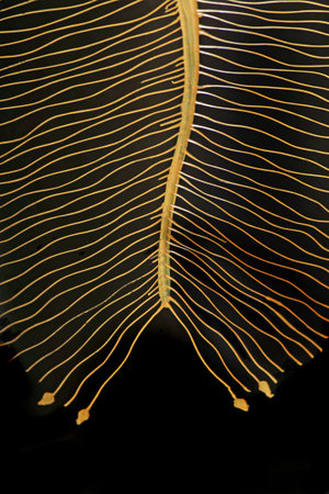 web background on woodの写真素材