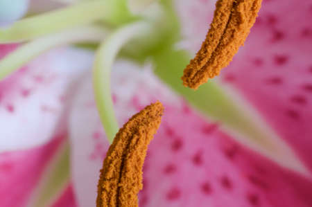 tiger lily flower macroの写真素材