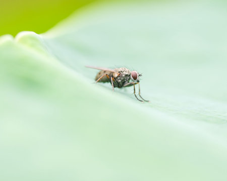 fly on lotus leafの写真素材