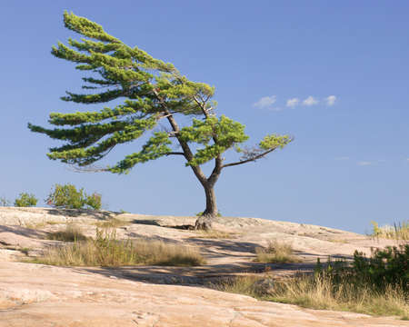 windswept tree stands strong on rocks in northern ontarioの写真素材