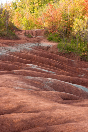 fall colours against red earth badlandsの写真素材