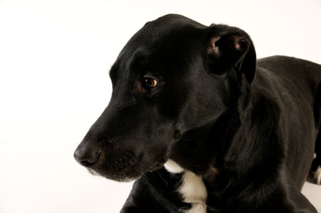 big black dog waiting to eat cookie