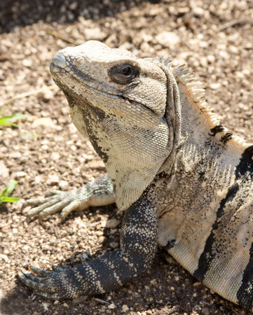 close up of iguana headの写真素材