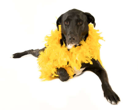 big black dog posing with feather boaの写真素材