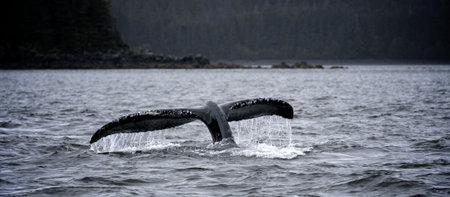 whale dive in Alaskaの写真素材
