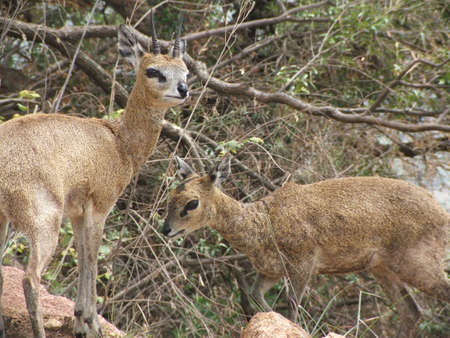 Male and female klipspringer at Pilanesberg nature reserveの写真素材