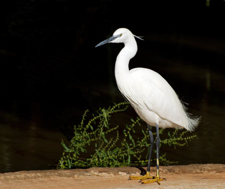Little Egret