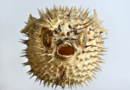 Dried and preserved antique puffer fish (tetraodontidae) specimen.の写真素材