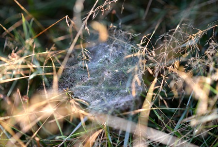 Dew covered spiders web in autumn grassesの写真素材