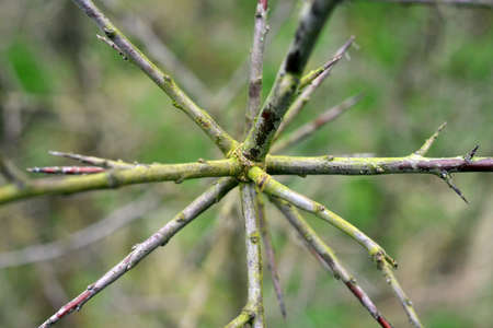 Blackthorn 'star' formed by branches and spinesの写真素材