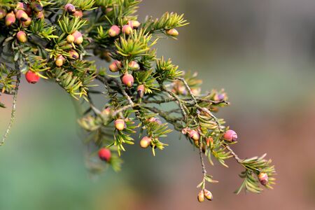 Yew berries (arils) on branch in autumnの写真素材
