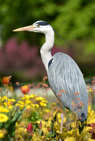 Grey heron sitting in flower bed in a parkの写真素材