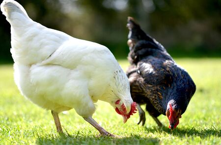 Pet chickens scratching in a grass garden.の写真素材