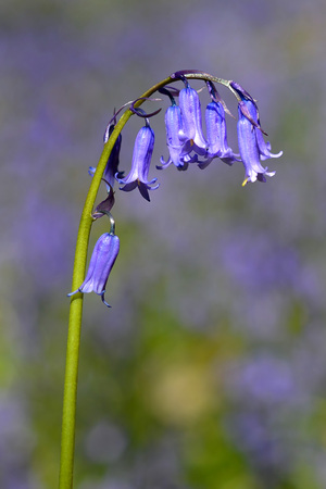 Bluebells carpet the floor of a wood, UKの写真素材