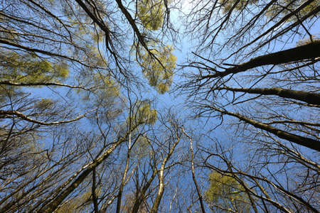Bluebells carpet the floor of a wood, UKの写真素材