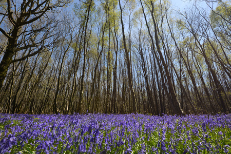 Bluebells carpet the floor of a wood, UKの写真素材